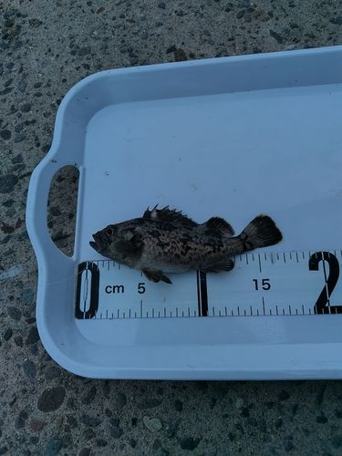 クロソイの釣果