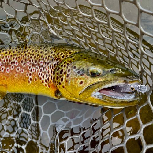 ブラウントラウトの釣果