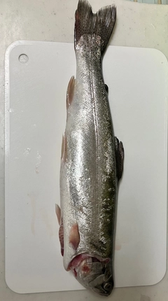 ニジマスの釣果