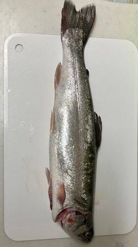 ニジマスの釣果