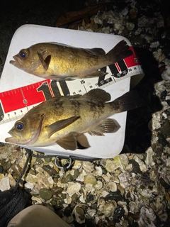 シロメバルの釣果