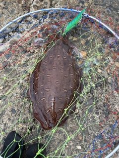 モンゴウイカの釣果