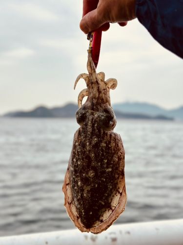 コウイカの釣果