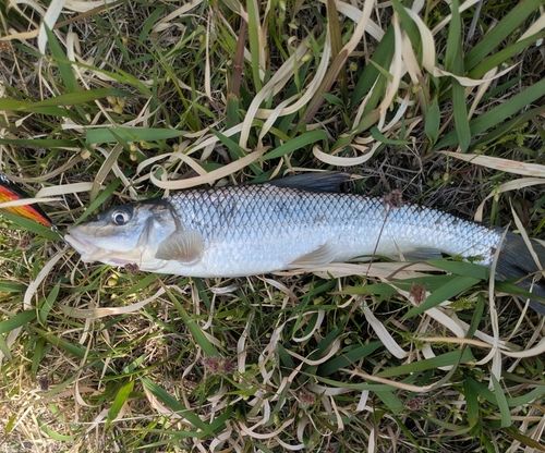 ニゴイの釣果