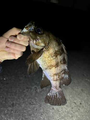 メバル