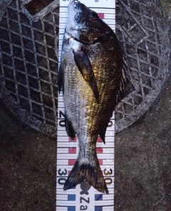チヌの釣果