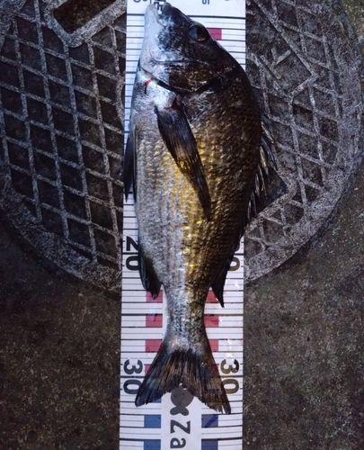 チヌの釣果