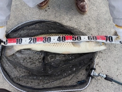 ボラの釣果