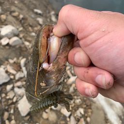 ナマズ