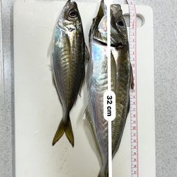 アジ