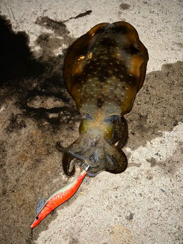 アオリイカの釣果
