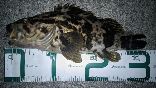 ベッコウゾイの釣果