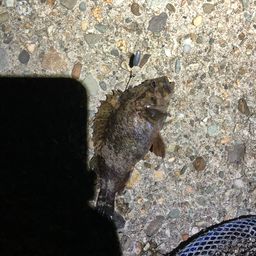 ソイ