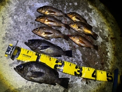 メバルの釣果