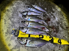 マアジの釣果