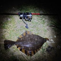 ヌマガレイ