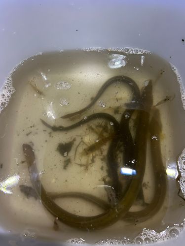 ニホンウナギの釣果