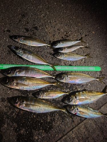 アジの釣果