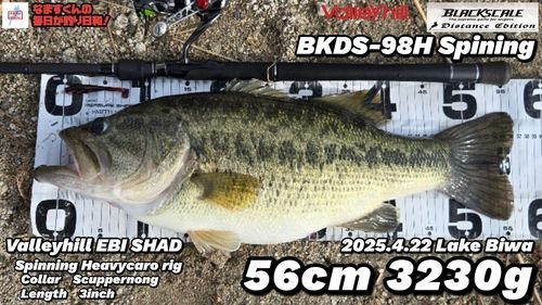 ブラックバスの釣果