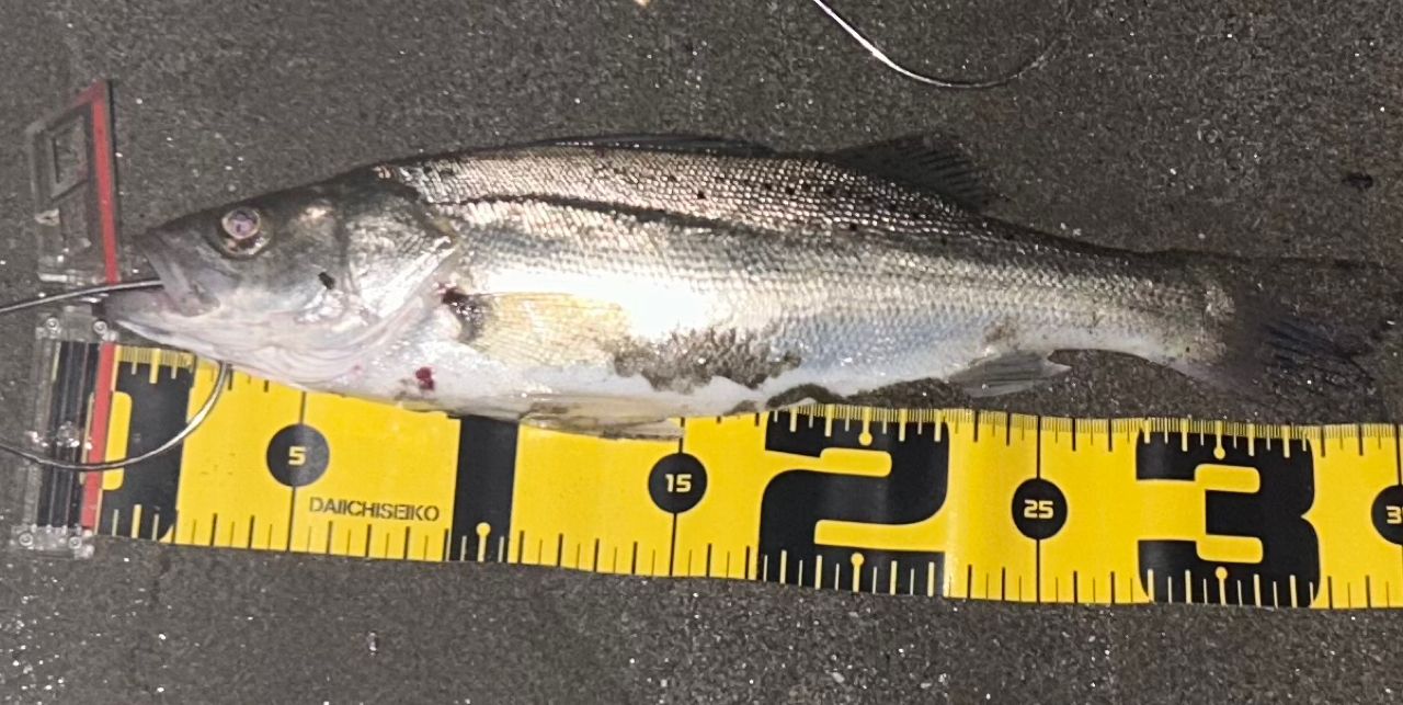 セイゴ（タイリクスズキ）