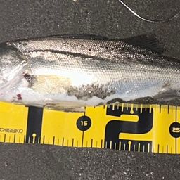 セイゴ（タイリクスズキ）