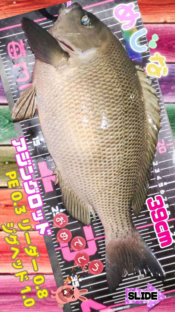 ダイワ 月下美人 メバル 74UL-S [2020年モデル] - 釣具の