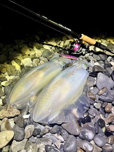 アオリイカの釣果