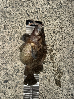 ムラソイの釣果
