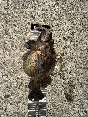 ムラソイの釣果