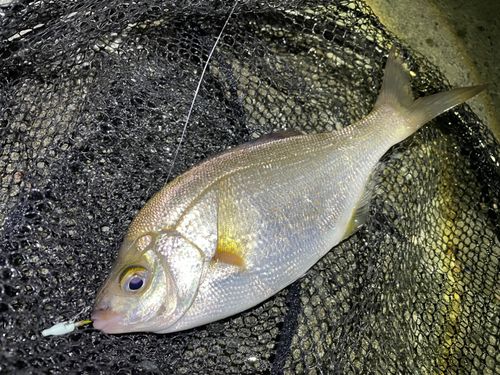 ウミタナゴの釣果