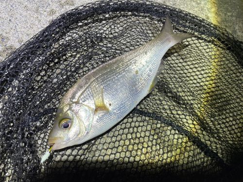 ウミタナゴの釣果