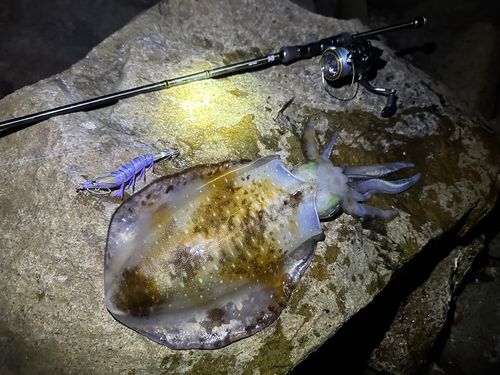 アオリイカの釣果