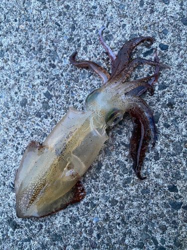 イカの釣果
