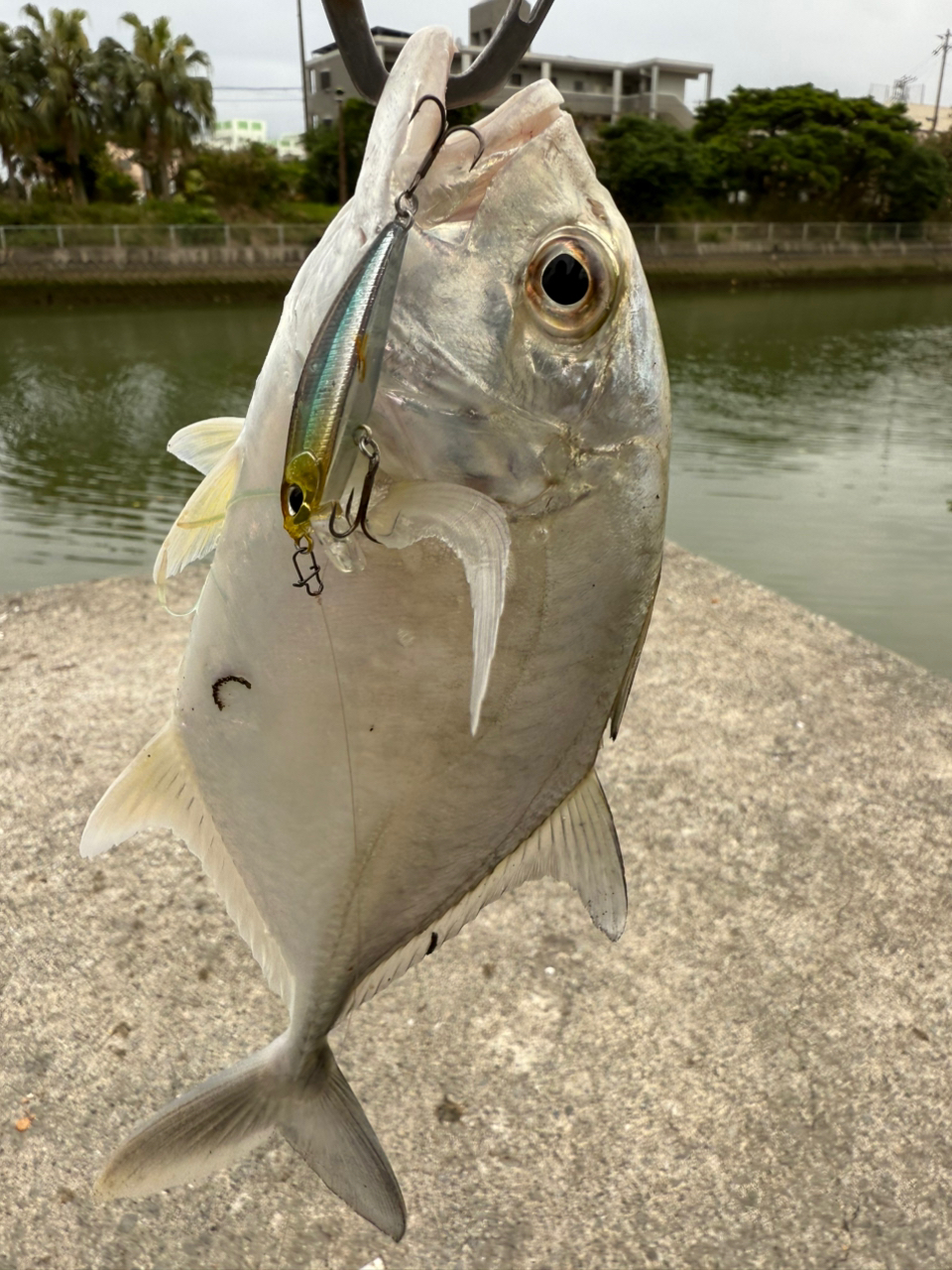 SHIMANO 23ストラディック C3000HGの最安値・インプレ・釣果