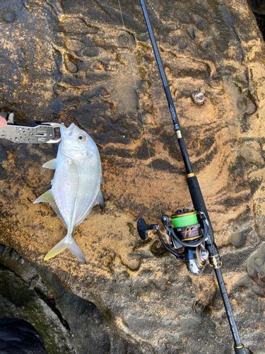 メッキの釣果