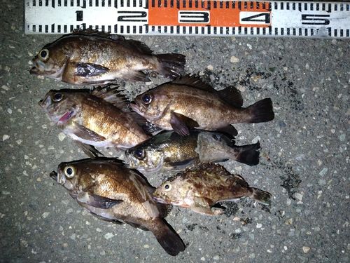 メバルの釣果