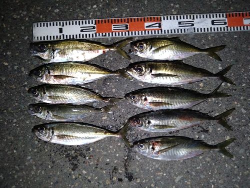 アジの釣果