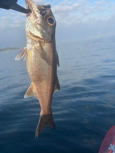 クロムツの釣果