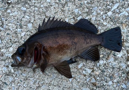 クロソイの釣果