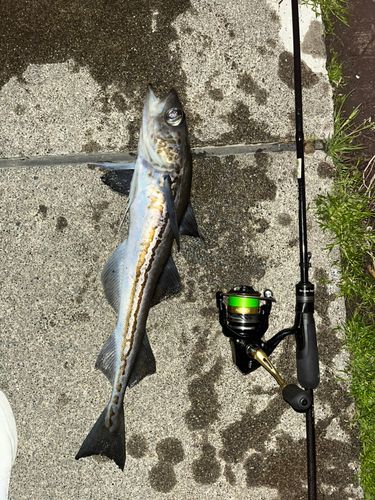 スケトウダラの釣果