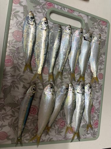 サッパの釣果