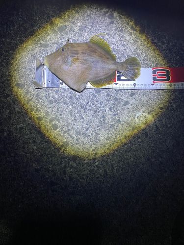 カワハギの釣果