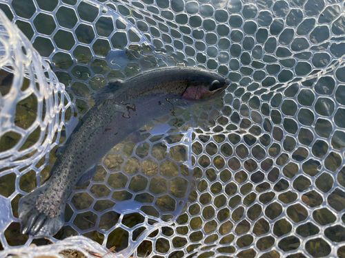 ニジマスの釣果