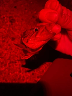 ソイの釣果