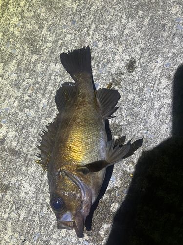 メバルの釣果