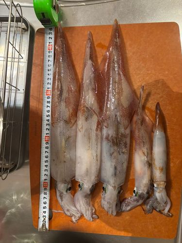 ヤリイカの釣果