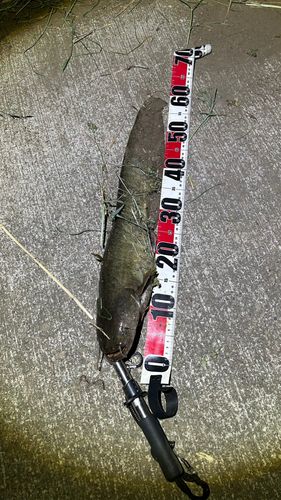 ナマズの釣果