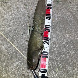 ナマズ