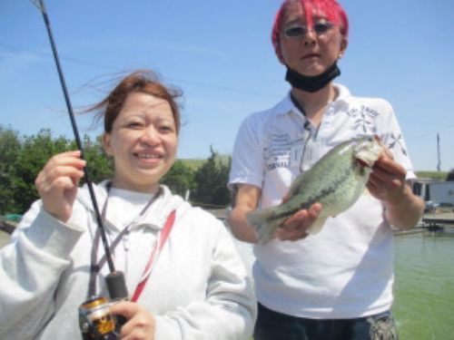 ブラックバスの釣果