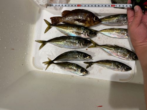 アジの釣果